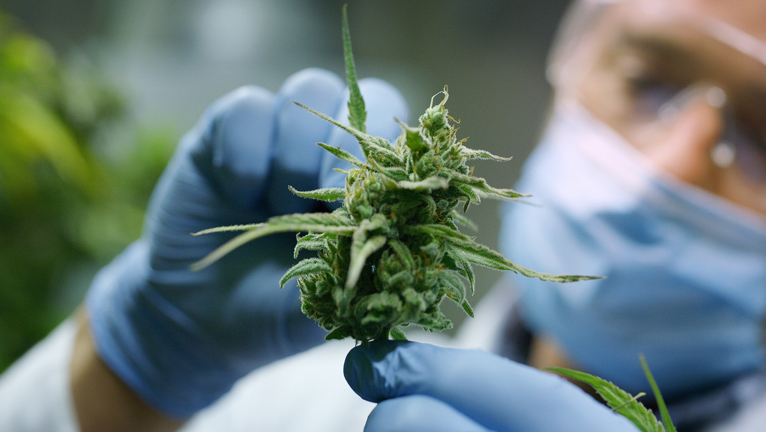 Rumbo a nuevas políticas de drogas: Argentina crea la Agencia Regulatoria de Cannabis Medicinal